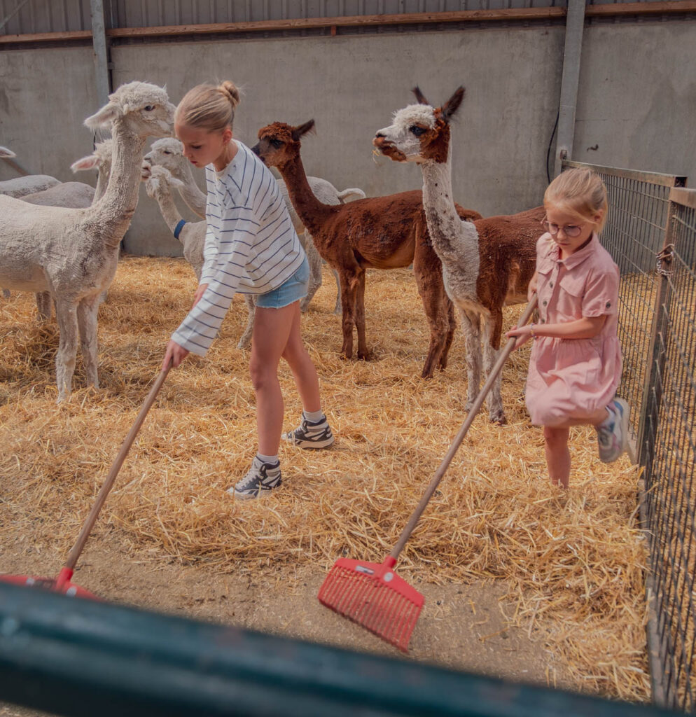 Alpacaboer voor een dag